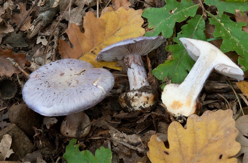Phlegmacium-terpsicholores-7157_60_2024.jpg