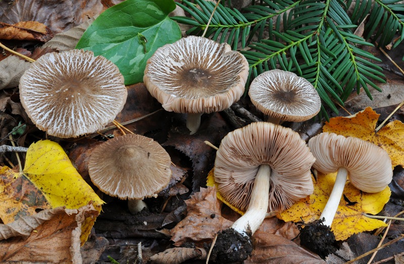 Pluteus-diettrichii-8098_03_2024.jpg