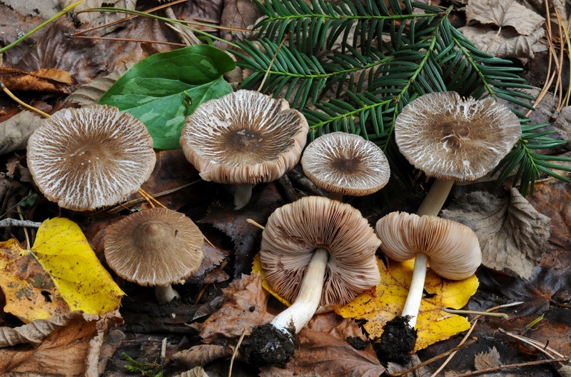 Pluteus-diettrichii-8104_10_2024.jpg
