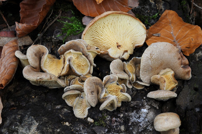 Tapinella-panuoides-8262_66_2024.jpg