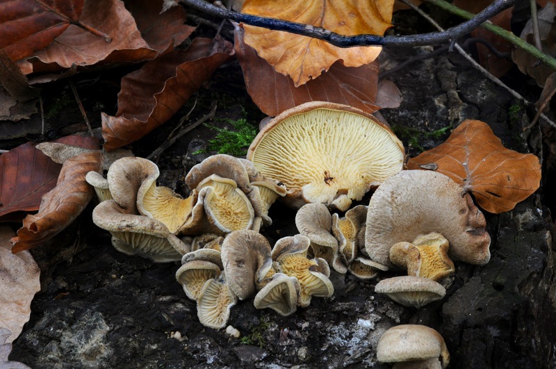 Tapinella-panuoides-8267_70_2024.jpg