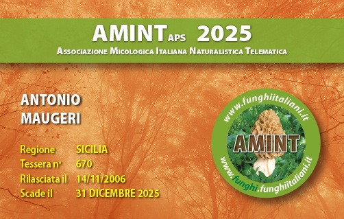 Tessera-AMINT-0670-2025.jpg