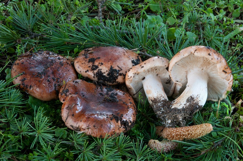 Tricholoma-cedretorum-8053_56_2024.jpg