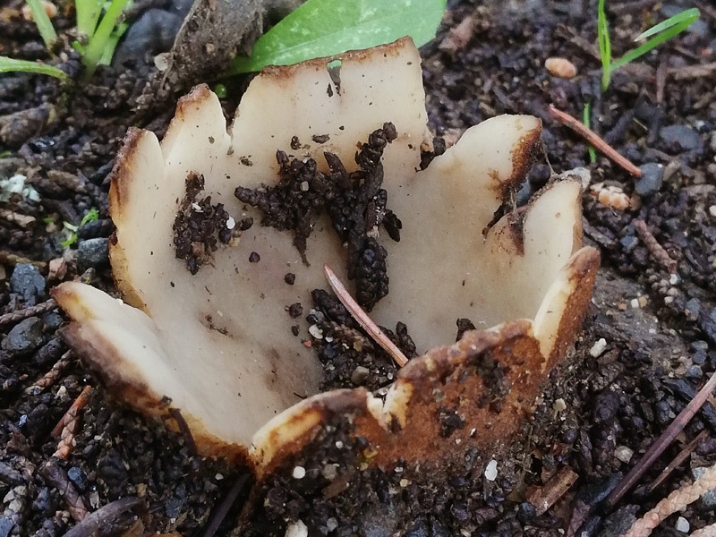 Geopora sumneriana 01.jpg