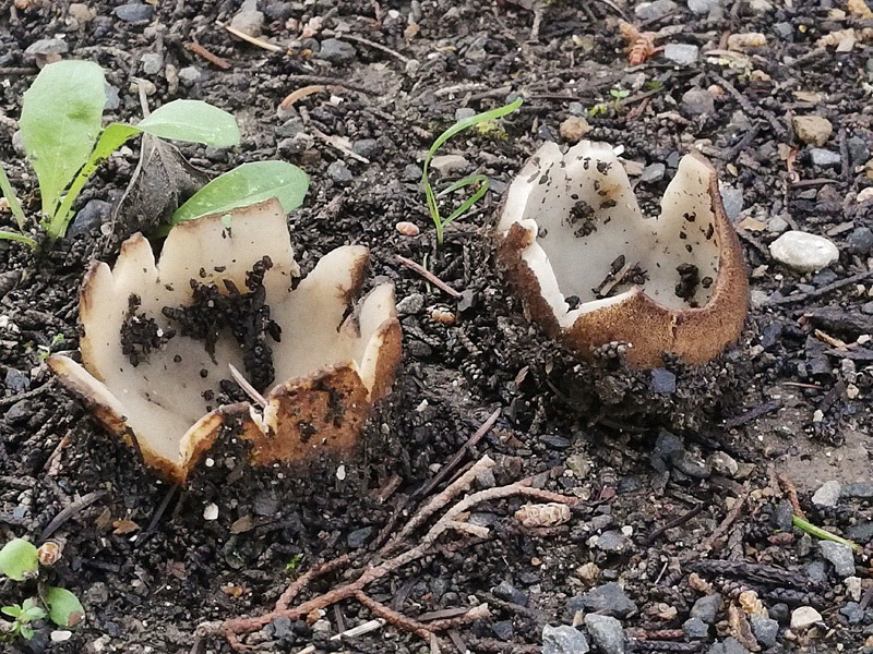 Geopora sumneriana 02.jpg