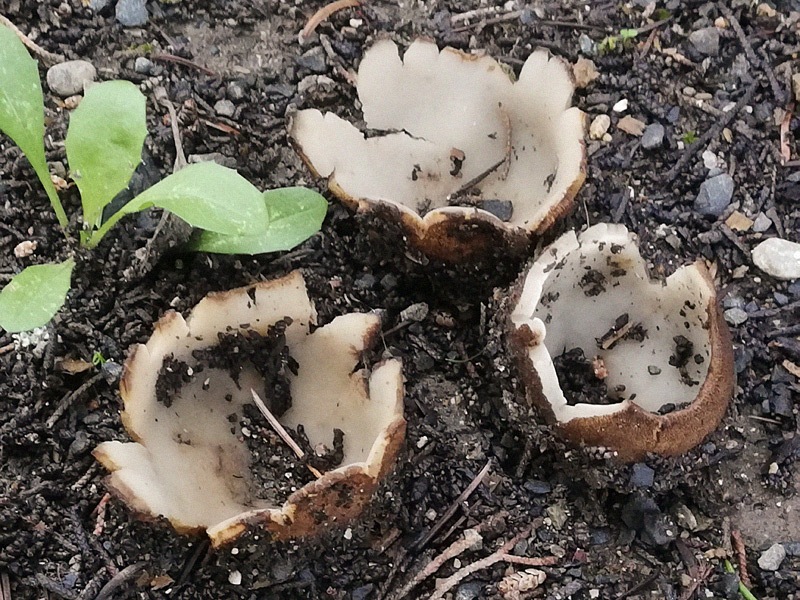 Geopora sumneriana 03.jpg