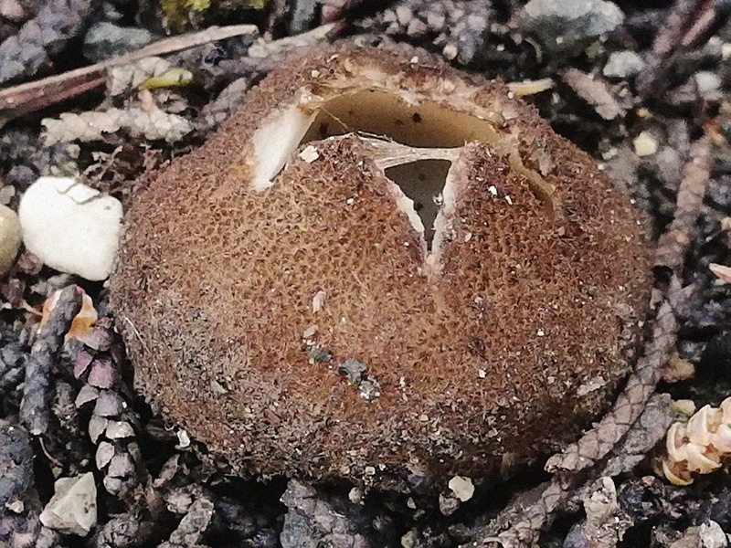 Geopora sumneriana 10.jpg