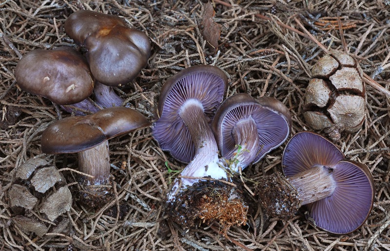 Lepista-sordida-04-5-7-8.jpg