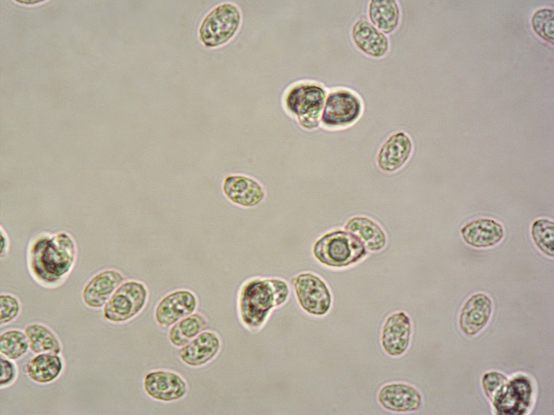Lepista-sordida-15-Spore-RC-1000x.jpg