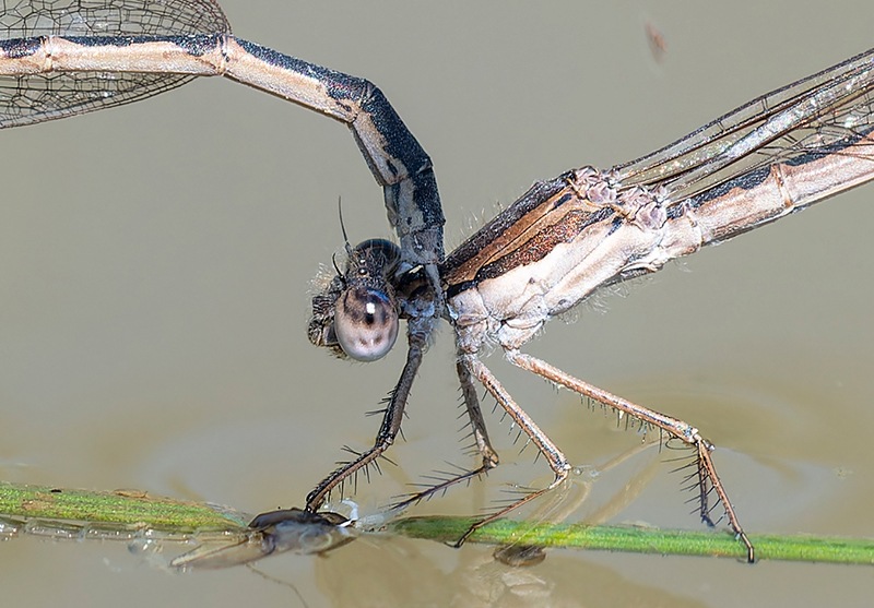 Sympecma-fusca_-ovideposizione-(51).jpg
