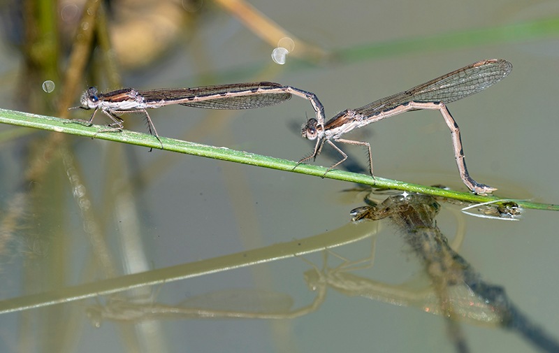 Sympecma-fusca_-ovideposizione-(57).jpg