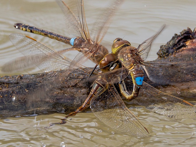 Anax-ephippiger-con-disturbatore-(1).jpg.42428f49bf251bf8fd5b03d333356152.jpg