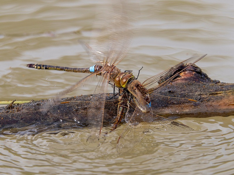 Anax-ephippiger-con-disturbatore-(2).jpg.3c0dcd5ebd9447483066d8eb1b498e2e.jpg