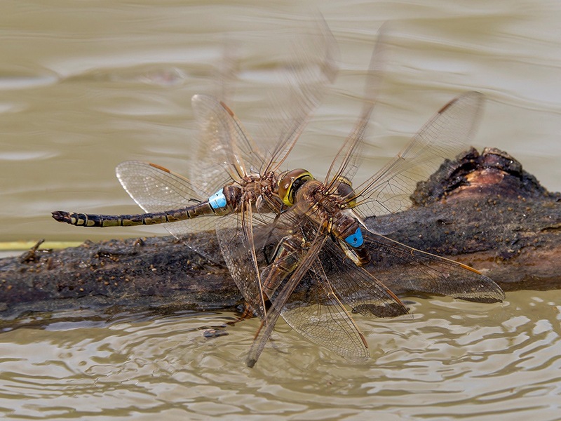 Anax-ephippiger-con-disturbatore-(3).jpg.6b726ed229c9c4153557e0654ab3d3d2.jpg