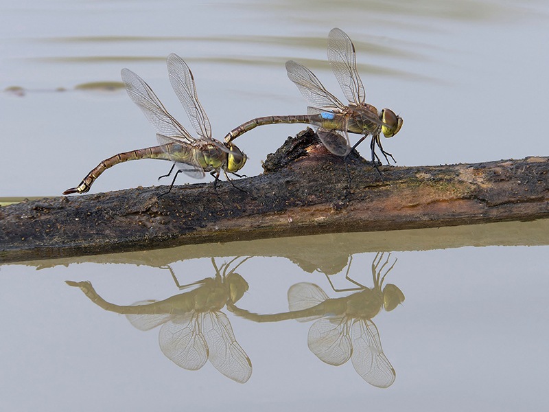 Anax-ephippiger-con-disturbatore-(4).jpg.7c4e62a1d5dd2772940c4ead28b2e88a.jpg