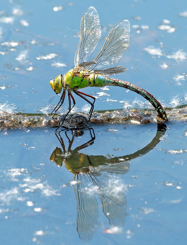 Anax-imperator_-femmina-in-ovideposizione-(194).jpg.95e6397e0c82bf3f28f3940099bd0208.jpg
