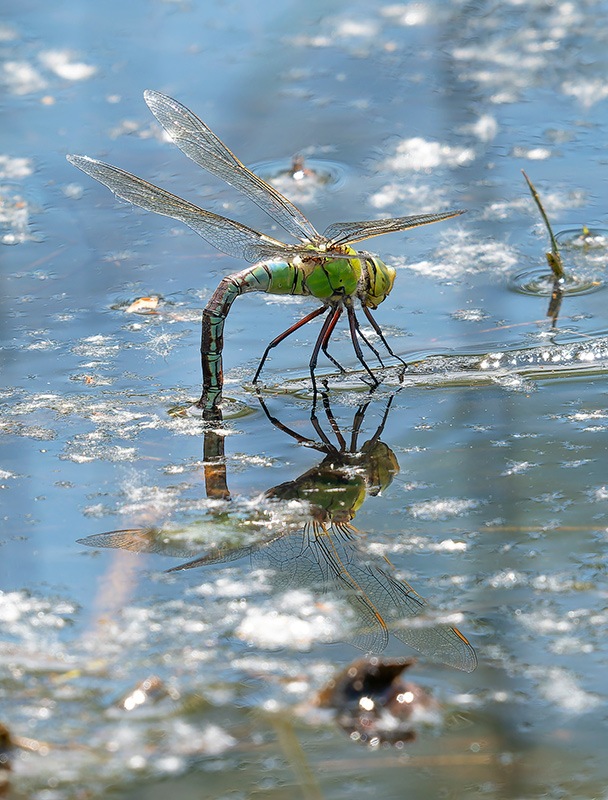 Anax-imperator_-femmina-in-ovideposizione-(195).jpg.8457ee057da53f3487cc69ec20b21100.jpg