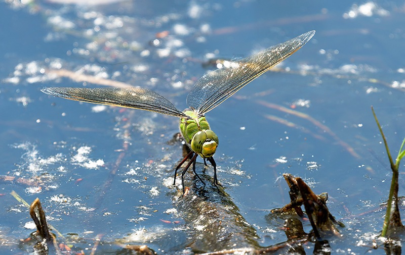 Anax-imperator_-femmina-in-ovideposizione-(197).jpg.0009ac618618916408a7de3701975dc7.jpg