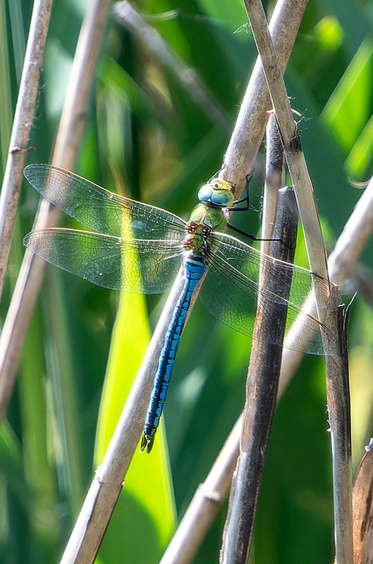 Anax-imperator_-maschio-(55).jpg.148bf24eddef8872d788a5cd9b8db731.jpg