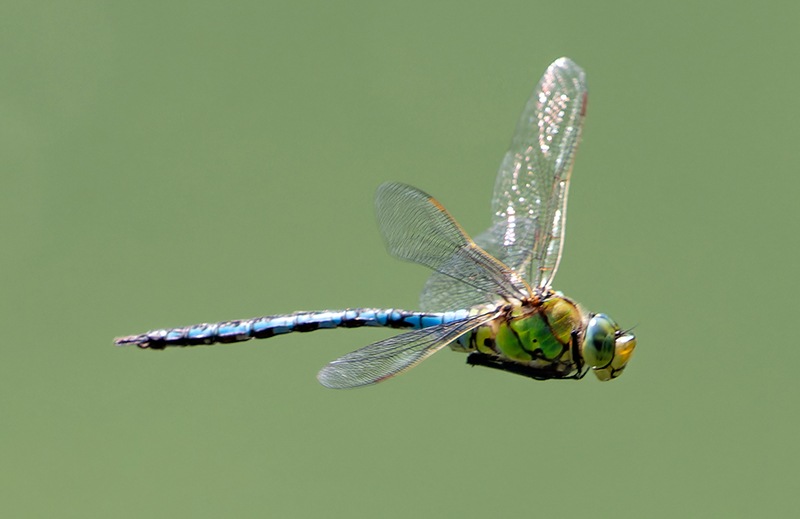 Anax-imperator_-maschio-in-volo-(103).jpg.1df374589b4d1786b8378da94fdd1d28.jpg