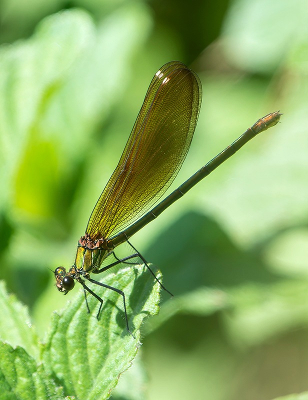 Calopteryx-splendens_-femmina-(29).jpg.d60a353f4dfe0053b7ba32b73a379442.jpg