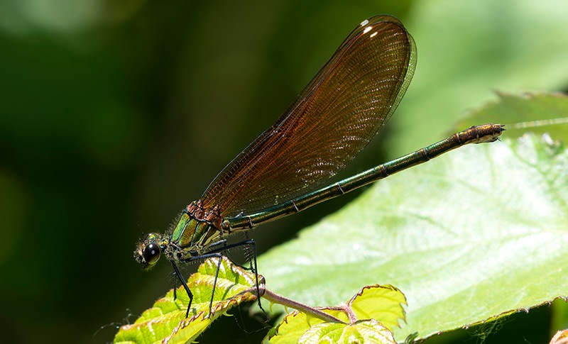 Calopteryx-splendens_-femmina-(31).jpg.9cb20bc7be29dfad44332e170e950a9f.jpg