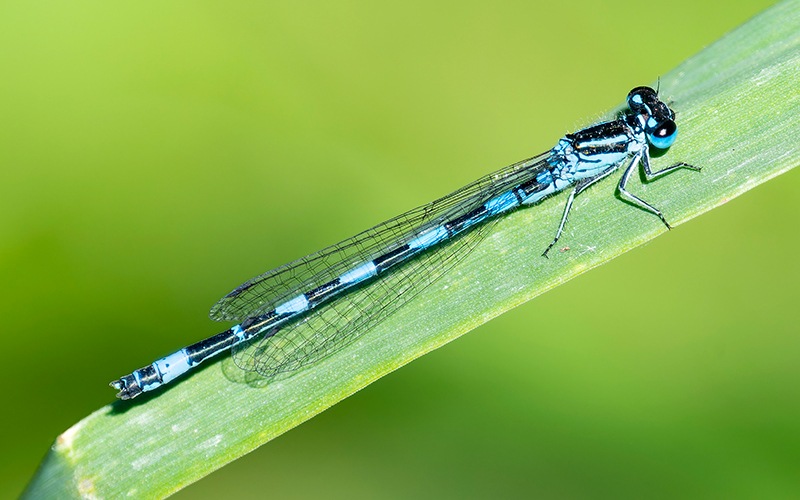 Coenagrion-castellani_-maschio-(68).jpg.8176a88c25ddec97c48f603ce2423634.jpg