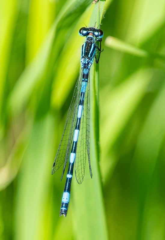 Coenagrion-castellani_-maschio-immaturo-(6).jpg.1cccd876870670c328b1df8b7269544b.jpg