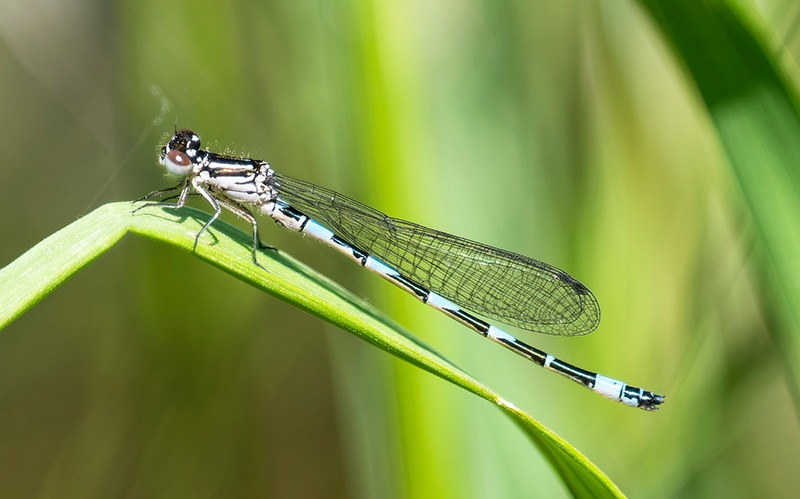 Coenagrion-castellani_-maschio-immaturo-(8).jpg.15de2f1a4eb7427cb7e216e521253264.jpg