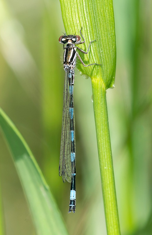 Coenagrion-castellani_-maschio-immaturo-(9).jpg.df1b7fdc339ae374353e037ab6feb451.jpg