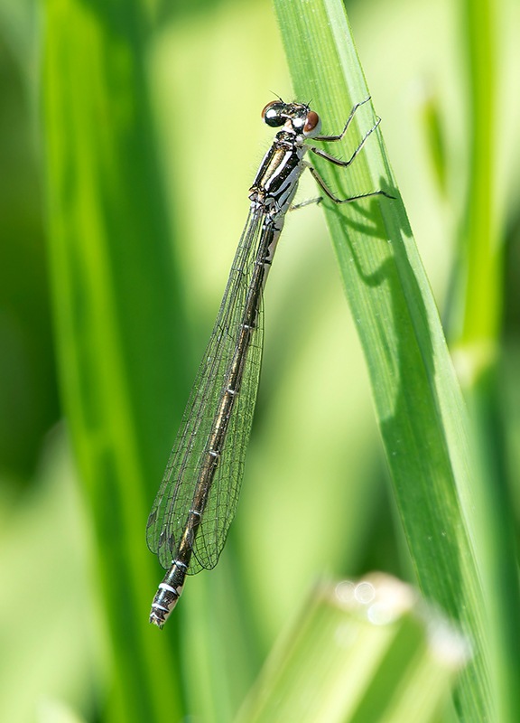 Coenagrion-puella_-femmina-(15).jpg.2370c0609f6c38cd84816baecbc02859.jpg