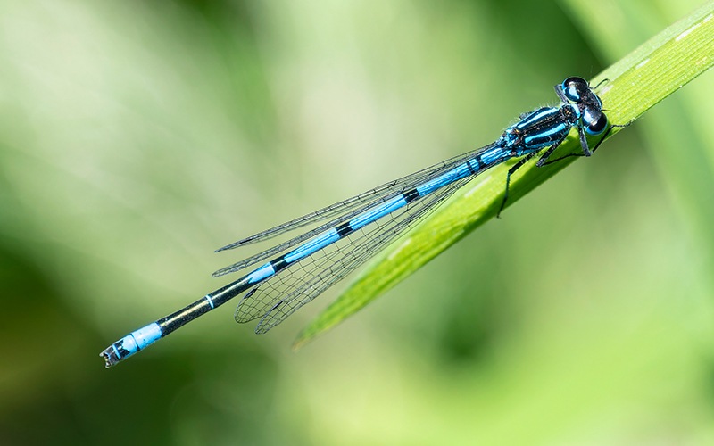 Coenagrion-puella_-maschio-(29).jpg.c6cef7cccc75c8d0a0d561c8762ae0bc.jpg