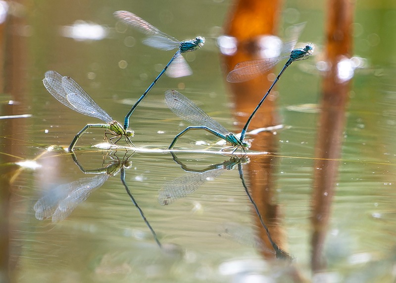 Coenagrion-puella_-ovideposizione-(82).jpg.c7c522b9894596d075c160e635bad0e9.jpg