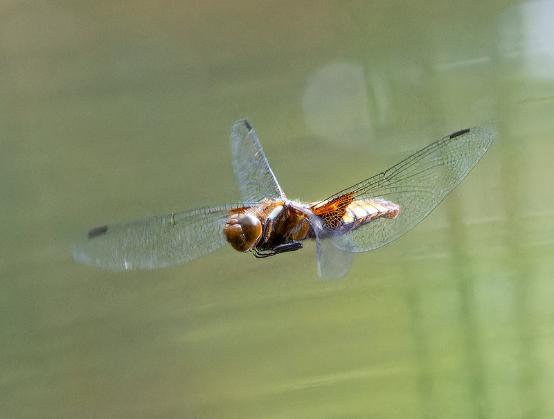 Libellula-depressa_-femmina-in-deposizione-(9).jpg.c3510d0f89feab5b8a75eefbc4144a34.jpg