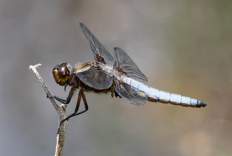 Libellula-depressa_-maschio-(100).jpg.7ab73ab12724320042ef8f7c8205c8f7.jpg