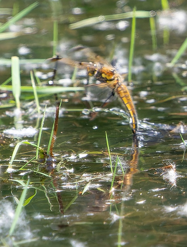 Libellula-quadrimaculata_-femm.jpg.ea927f09c8933c6800893893b1a3c049.jpg