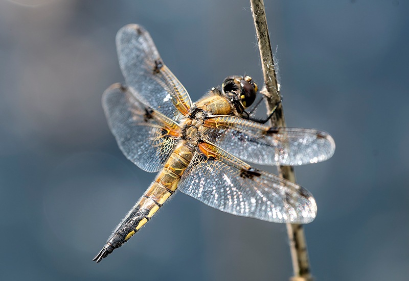 Libellula-quadrimaculata_-maschio-(91).jpg.ae24b0edc0ea6dfcabb1031d37cc32bd.jpg