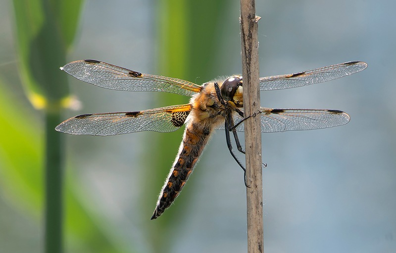 Libellula-quadrimaculata_-maschio-(95).jpg.4bb428ae1c0856a7ca1b59f62d77c12c.jpg