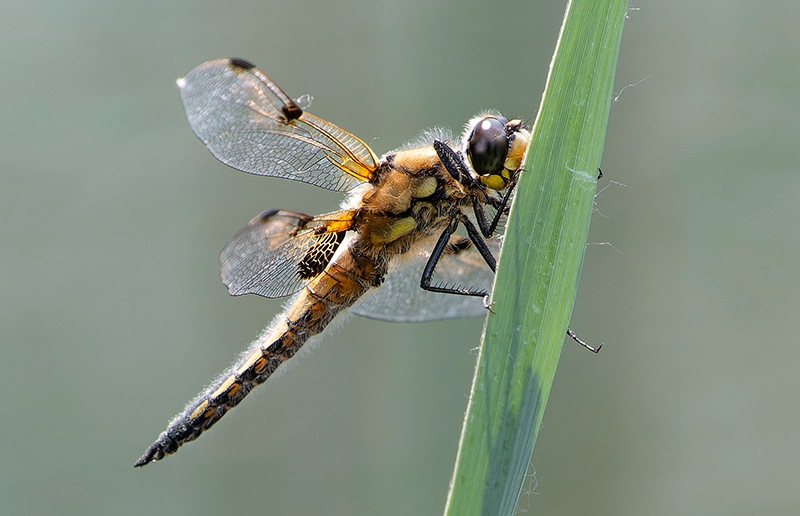 Libellula-quadrimaculata_-maschio-(97).jpg.6bada193525241984cdcee17aa7926a7.jpg