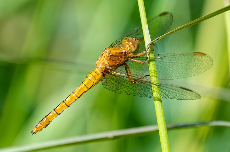 Orthetrum-coerulescens_-femmina-immatura-(14).jpg.5eb6e8fbe0d30680f8c1b693454cf3f7.jpg