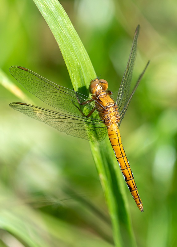 Orthetrum-coerulescens_-maschio-immaturo-(9).jpg.c299ff15d81f93083a01fec6e1e124c1.jpg