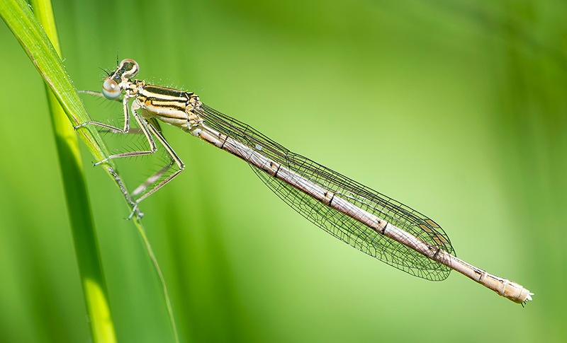 Platycnemis-pennipes_-femmina-(88).jpg.57daf3c586fc7e308809af921c24779c.jpg