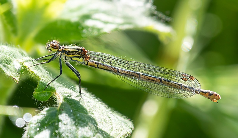 Pyrrhosoma-nymphula_-femmina_-forma-melanota-(24).jpg.5ef02bdf7e7409e4f7a839b6799f20c8.jpg