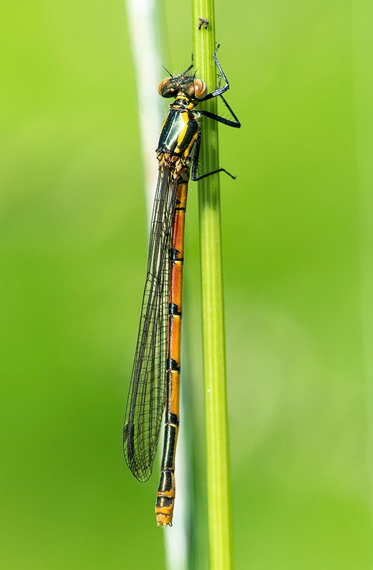 Pyrrhosoma-nymphula_-femmina_-forma-tipica-(14).jpg.00b9eeeb1912f3fa9ac068f3db7baf27.jpg