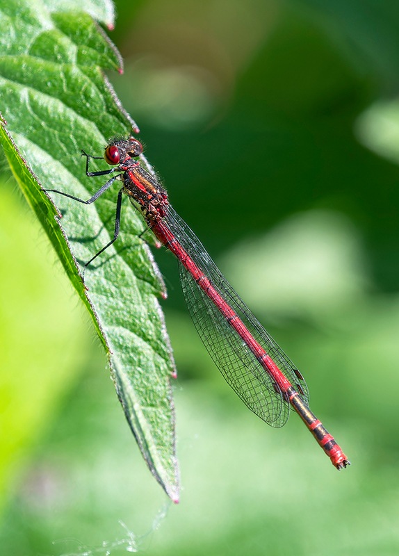 Pyrrhosoma-nymphula_-maschio-(82).jpg.1faad262818dcb7f2f56b6cc5d994ecd.jpg