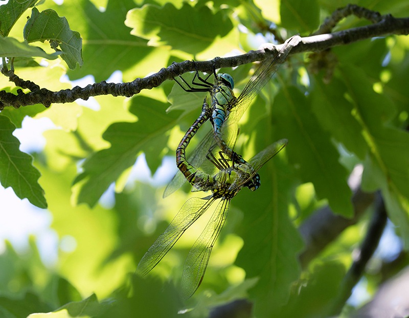 Anax-imperator_-copula-(1)-da-Max---Copia.jpg