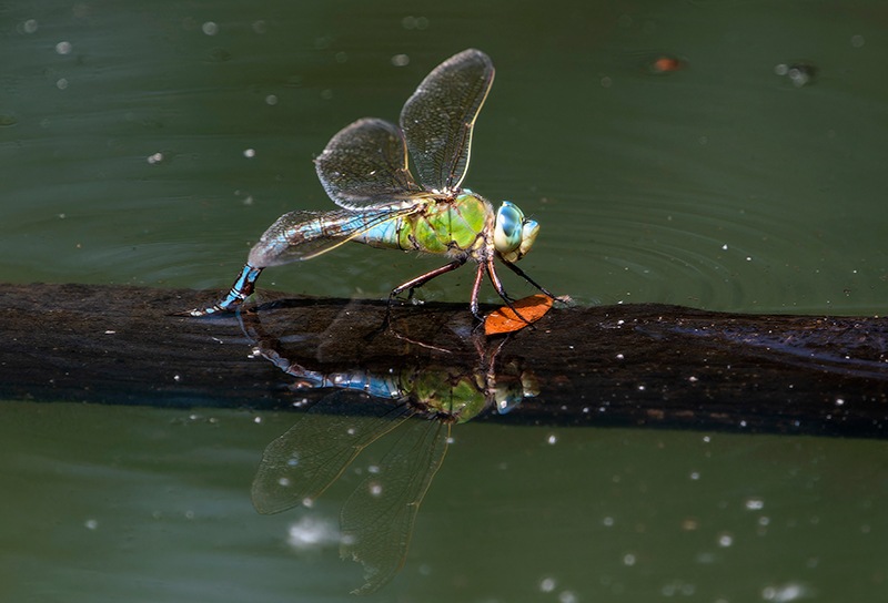 Anax-imperator_-femmina-in-ovideposizione-(203).jpg