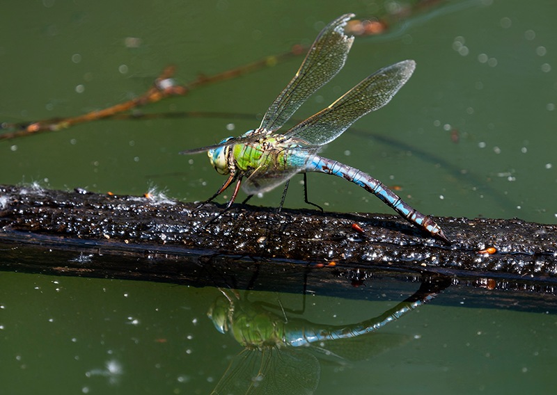 Anax-imperator_-femmina-in-ovideposizione-(206).jpg