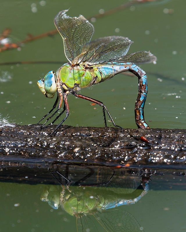 Anax-imperator_-femmina-in-ovideposizione-(207).jpg.e2ade5f1cd15ac978806768574b218dd.jpg