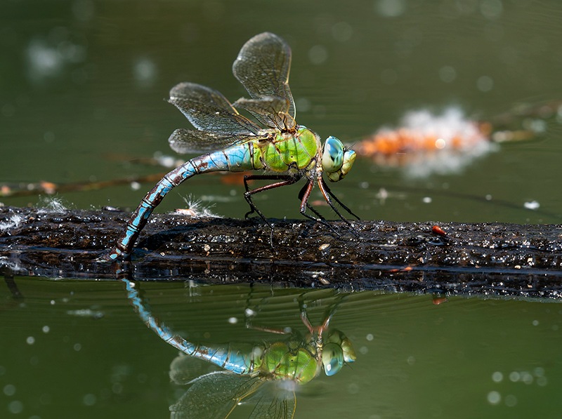 Anax-imperator_-femmina-in-ovideposizione-(208).jpg
